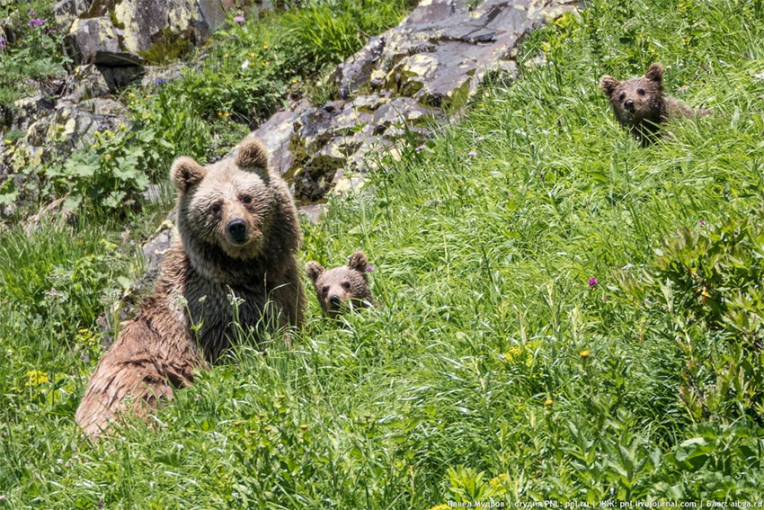 Медведи на озерах Дзитаку / Кавказский заповедник