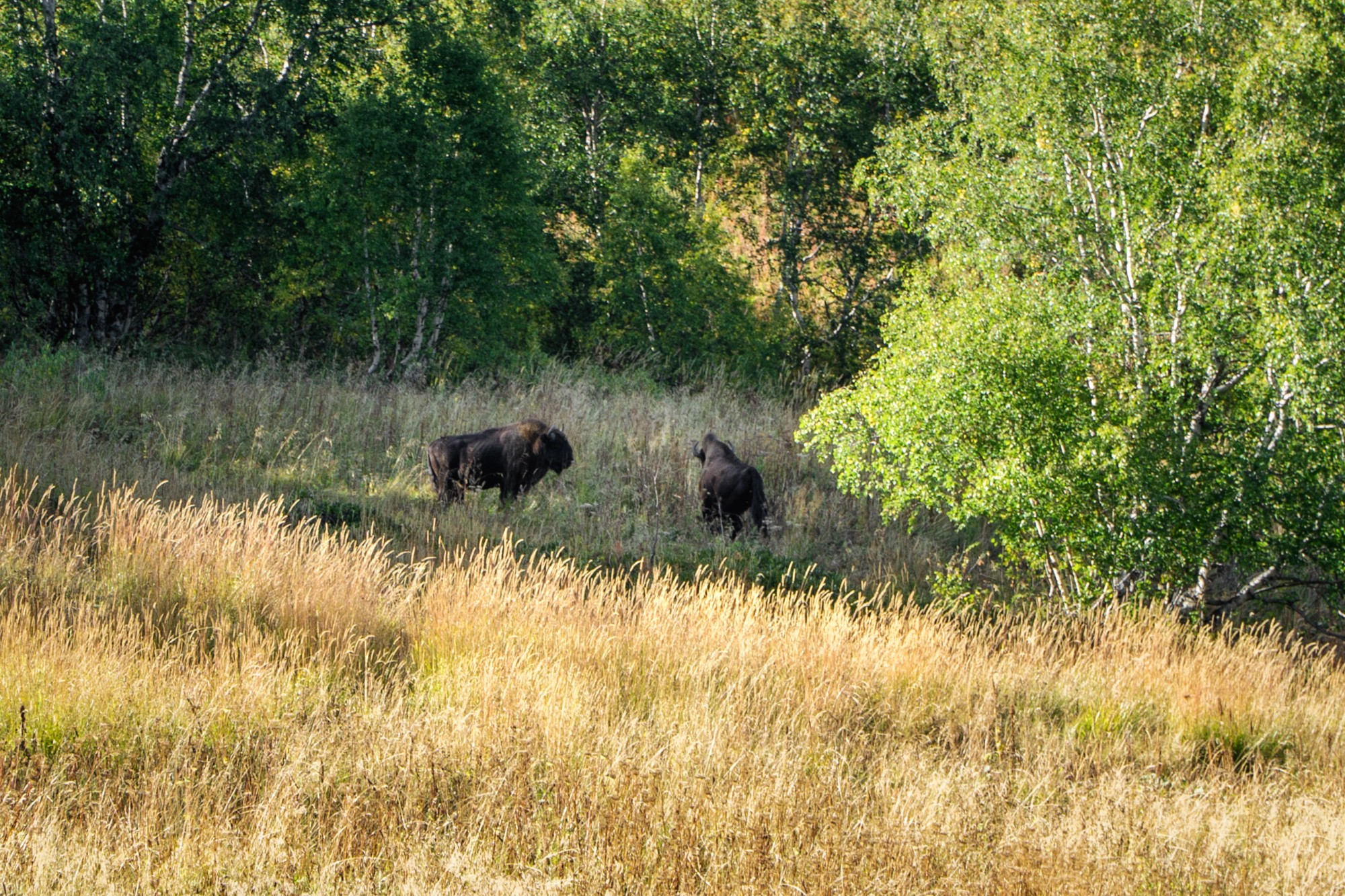 _dsc8611.jpg